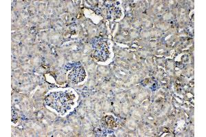 IHC analysis of Thrombopoietin using anti- Thrombopoietin antibody . (Thrombopoietin antibody  (AA 22-259))