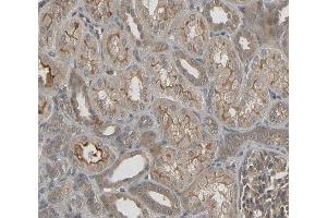ABIN6266779 at 1/100 staining human kidney tissue sections by IHC-P. (DUSL2 antibody  (C-Term))