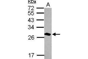 WB Image Sample (20 ug of whole cell lysate) A: mouse brain 12% SDS PAGE antibody diluted at 1:30000 (14-3-3 theta antibody  (Center))