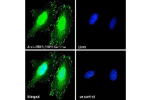 (ABIN185493) Immunofluorescence analysis of paraformaldehyde fixed HeLa cells, permeabilized with 0. (CBX3 antibody  (Internal Region))