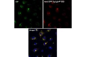Immunofluorescence (IF) image for anti-Green Fluorescent Protein (GFP) antibody (DyLight 550) (ABIN7273061) (GFP antibody  (DyLight 550))