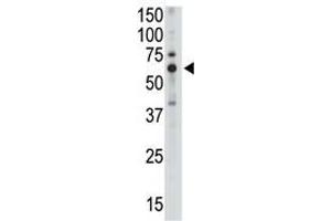 Image no. 1 for anti-Sialic Acid Binding Ig-Like Lectin 5 (SIGLEC5) (C-Term) antibody (ABIN357144) (SIGLEC5 antibody  (C-Term))