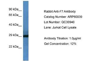 WB Suggested Anti-F7  Antibody Titration: 0. (Factor VII antibody  (Middle Region))
