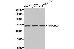 Western blot analysis of extracts of various cell lines, using PPP2R2A antibody. (PPP2R2A antibody  (AA 1-447))