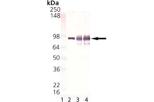 Western Blot Analysis of HSP90, mAb (2D11B9) . (HSP90 antibody)