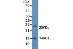 Rabbit Capture antibody from the kit in WB with Positive Control: Human placenta tissue lysate. (PD-L1 ELISA Kit)