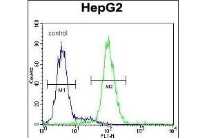 PSMD7 Antibody (C-term) (ABIN650763 and ABIN2839523) flow cytometric analysis of HepG2 cells (right histogram) compared to a negative control cell (left histogram). (PSMD7 antibody  (C-Term))