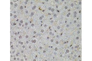 Immunohistochemistry of paraffin-embedded Mouse liver using SKP2 Polyclonal Antibody at dilution of 1:100 (40x lens). (SKP2 antibody)