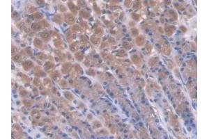 Detection of CD7 in Rat Stomach Tissue using Polyclonal Antibody to Cluster Of Differentiation 7 (CD7)
