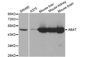 Western Blotting (WB) image for anti-4-Aminobutyrate Aminotransferase (ABAT) antibody (ABIN1876487) (ABAT antibody)