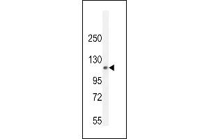 PHF12 Antibody (C-term) (ABIN655082 and ABIN2844716) western blot analysis in mouse lung tissue lysates (35 μg/lane).