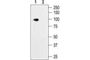 Western blot analysis of rat brain membrane: - 1. (HCN1 antibody  (Intracellular, N-Term))