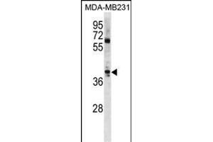 ATOH1 Antibody (C-term) (ABIN1881085 and ABIN2839053) western blot analysis in MDA-M cell line lysates (35 μg/lane). (ATOH1 antibody  (C-Term))
