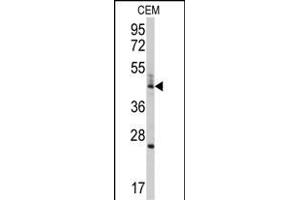 Western blot analysis of anti-BCL2L13 Antibody (Center) (ABIN392361 and ABIN2841998) in CEM cell line lysates (35 μg/lane). (BCL2L13 antibody  (AA 197-225))
