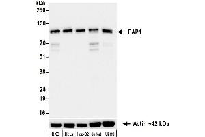 Western Blotting (WB) image for anti-BRCA1 Associated Protein-1 (Ubiquitin Carboxy-terminal Hydrolase) (BAP1) (AA 475-525) antibody (ABIN7795817)