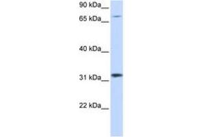 ZNF799 antibody  (AA 261-310)