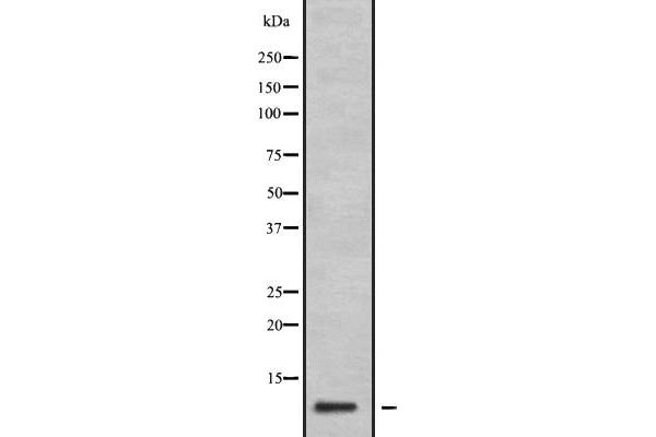 GNG11 antibody  (N-Term)