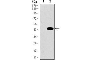 Western Blotting (WB) image for anti-Mitochondrial Ribosomal Protein L42 (MRPL42) (AA 142-203) antibody (ABIN1844266) (MRPL42 antibody  (AA 142-203))