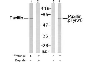 Image no. 1 for anti-Paxillin (PXN) (Tyr31) antibody (ABIN197424)