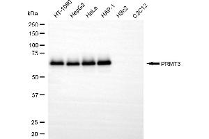 Western blotting analysis using PRMT3 antibody (ABIN7799970). (Recombinant PRMT3 antibody)