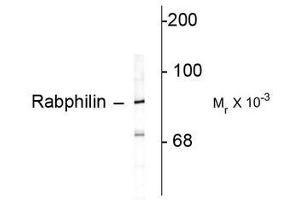 Image no. 1 for anti-Rabphilin 3A (RPH3A) (C-Term) antibody (ABIN372709) (RPH3A antibody  (C-Term))