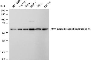 Western blotting analysis using ubiquitin specific peptidase 14 antibody (ABIN7800727).