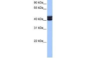 WB Suggested Anti-GSG1 Antibody Titration: 0. (GSG1 antibody  (C-Term))