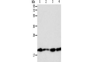 Western Blotting (WB) image for anti-Second Mitochondria-Derived Activator of Caspase (DIABLO) antibody (ABIN2428718) (DIABLO antibody)