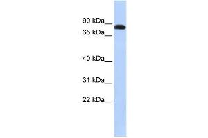 Western Blotting (WB) image for anti-Desmocollin 3 (DSC3) antibody (ABIN2458921) (Desmocollin 3 antibody)