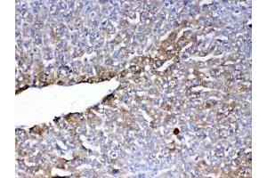 IHC testing of FFPE mouse liver tissue with PON1 antibody at 1ug/ml.
