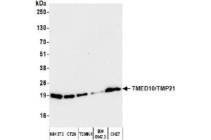Western Blotting (WB) image for anti-Transmembrane Emp24-Like Trafficking Protein 10 (TMED10) (AA 25-75) antibody (ABIN7453220) (TMED10 antibody  (AA 25-75))