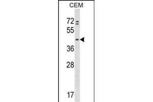 PRKAR1B Antibody (N-term) (ABIN1539464 and ABIN2848837) western blot analysis in CEM cell line lysates (35 μg/lane). (PRKAR1B antibody  (N-Term))