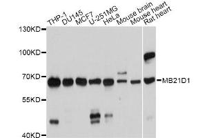 Western blot analysis of extracts of various cell lines, using MB21D1 antibody. (C6orf150 antibody  (AA 350-522))