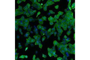 IF detection of human GFRα-2 expressed in U2OS cells. (GFRA2 antibody)