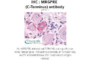 Image no. 1 for anti-MAS-Related GPR, Member E (MRGPRE) (C-Term) antibody (ABIN1737067) (MRGPRE antibody  (C-Term))