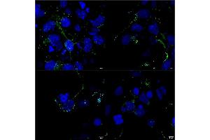 Immunocytochemistry/Immunofluorescence analysis using Mouse Anti-LRP4 Monoclonal Antibody, Clone S207-27 (ABIN2483391).