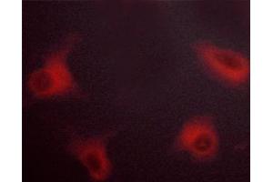 ABIN6267279 staining NIH/3T3 cells by ICC/IF. (RAF1 antibody  (pSer621))