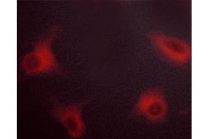 ABIN6267279 staining NIH/3T3 cells by ICC/IF.