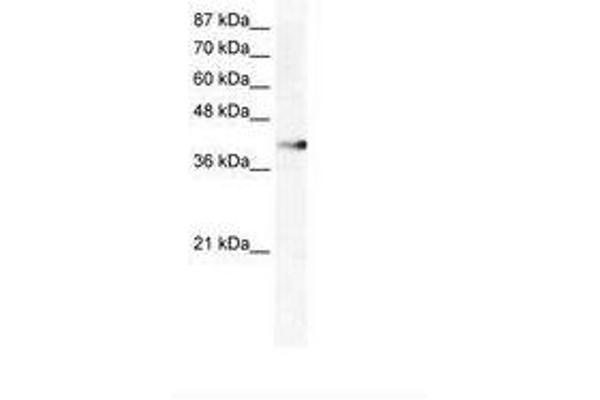 ZNF556 antibody  (AA 322-371)