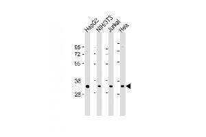 All lanes : Anti-RPS2 Antibody (N-Term) at 1:2000 dilution Lane 1: HepG2 whole cell lysate Lane 2: NIH/3T3 whole cell lysate Lane 3: Jurkat whole cell lysate Lane 4: Hela whole cell lysate Lysates/proteins at 20 μg per lane. (RPS2 antibody  (AA 45-79))