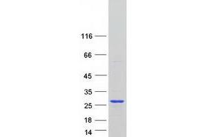 Western Blotting (WB) image for RNA Binding Motif Protein 8A (RBM8A) protein (Myc-DYKDDDDK Tag) (ABIN2730625)