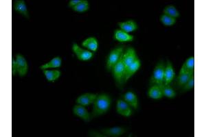 Immunofluorescence staining of HepG2 cells with ABIN7154988 at 1:100, counter-stained with DAPI. (HBG2 antibody  (AA 2-147))