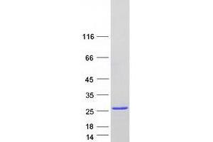 Validation with Western Blot (PRKRIP1 Protein (Myc-DYKDDDDK Tag))