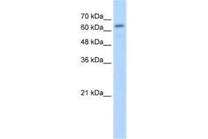 Western Blotting (WB) image for anti-Glucuronidase, beta (GUSB) antibody (ABIN2462794) (Glucuronidase beta antibody)