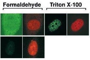 Immunofluorescence (IF) image for anti-Cell Division Cycle 6 Homolog (S. Cerevisiae) (CDC6) (AA 1-326) antibody (ABIN2451939) (CDC6 antibody  (AA 1-326))