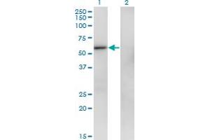 Western Blotting (WB) image for anti-Zinc Finger Protein 207 (ZNF207) (AA 1-111) antibody (ABIN599016) (ZNF207 antibody  (AA 1-111))