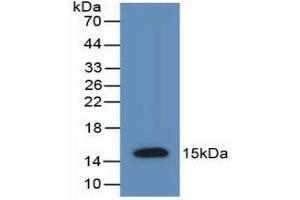 Detection of Recombinant AMH, Rat using Polyclonal Antibody to Anti-Mullerian Hormone (AMH) (AMH antibody  (AA 447-553))