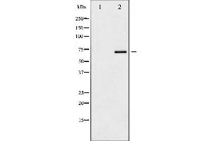 Western blot analysis of SOX-9 phosphorylation expression in NIH-3T3 whole cell lysates,The lane on the left is treated with the antigen-specific peptide. (SOX9 antibody  (pSer181))