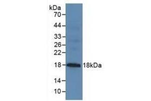 Detection of MUC1 in Mouse Pancreas Tissue using Polyclonal Antibody to Mucin 1 (MUC1) (MUC1 antibody  (AA 1098-1255))