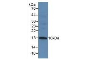 Detection of MUC1 in Mouse Pancreas Tissue using Polyclonal Antibody to Mucin 1 (MUC1)